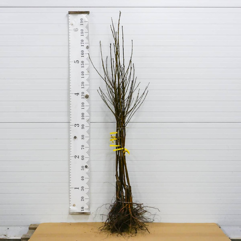 Višeň Pandy 103 – sazenice s holým kořenem