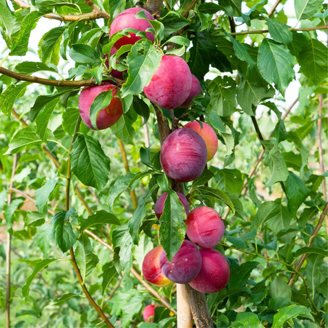 Švestka japonská Kometa – sazenice s holým kořenem