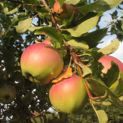 Jabloň Ananas Berzenicky – sazenice s holým kořenem