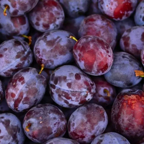 Švestka Krasnaja Distertnaja – sazenice s holým kořenem