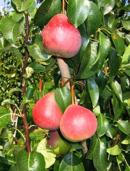 Hrušeň Radana – sazenice s holým kořenem