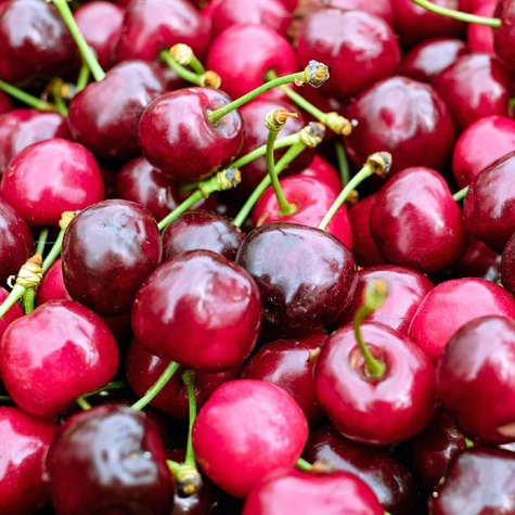 Višeň Łutówka – sazenice s holým kořenem