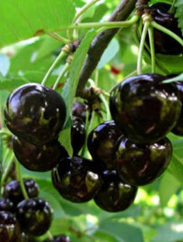 Třešeň polozakrslá Narana – sazenice s holým kořenem