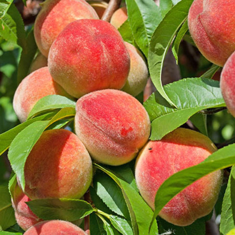 Redhaven broskev START PACK ®