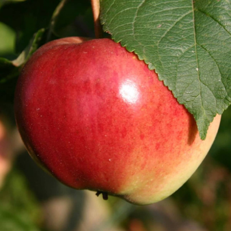 Jabloň Geneva Early – sazenice s holým kořenem