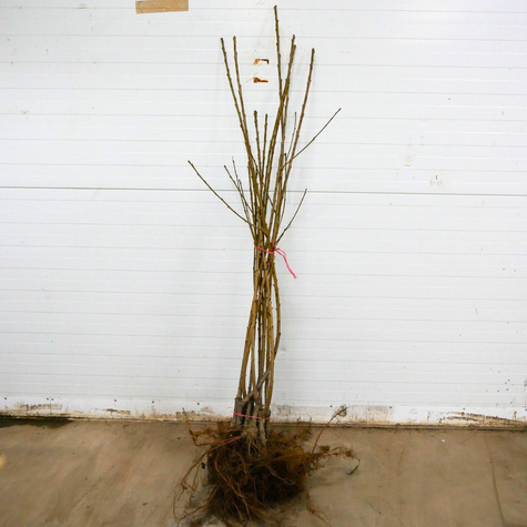 Třešeň Staccato – sazenice s holým kořenem