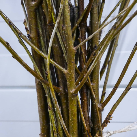 Višeň Debreceni Botermo – sazenice s holým kořenem