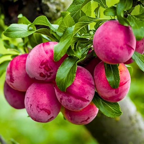 Plum Opal START PACK ®