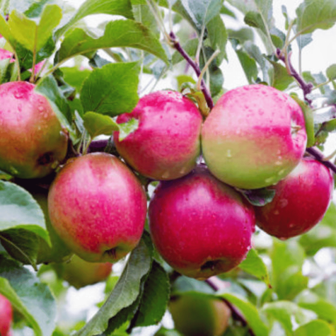 Jabloň Ligol – sazenice s holým kořenem