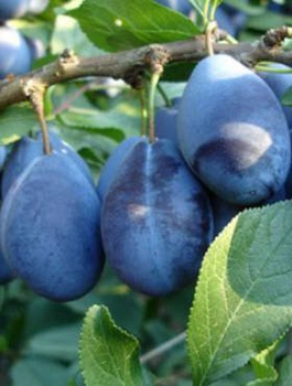 Švestka Wegierka Wangenheima – sazenice s holým kořenem