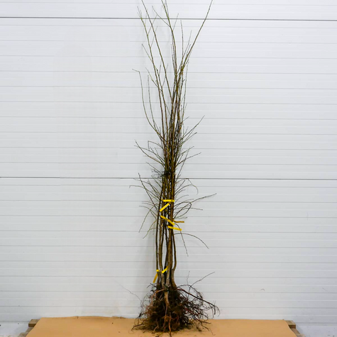 Švestka japonská Angelo – sazenice s holým kořenem