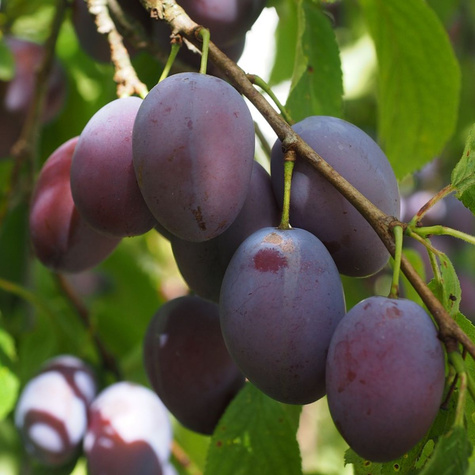 Švestka Amers – sazenice s holým kořenem