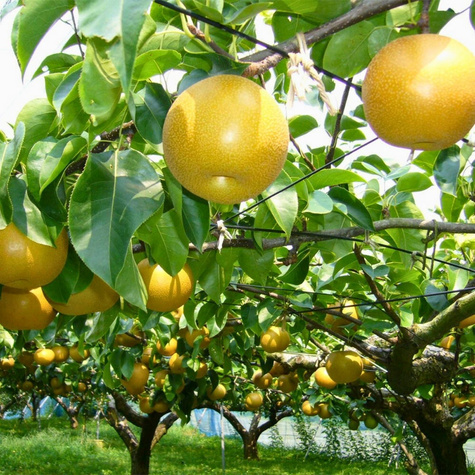 Hrušeň asijská Nijisseiki (New Century) – sazenice s holým kořenem