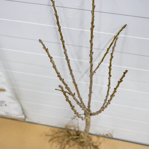 Mini višeň zakrslá Piemont – sazenice s holým kořenem