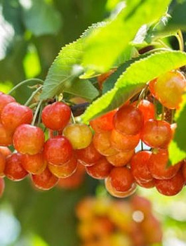 Třešeň Vega – sazenice s holým kořenem