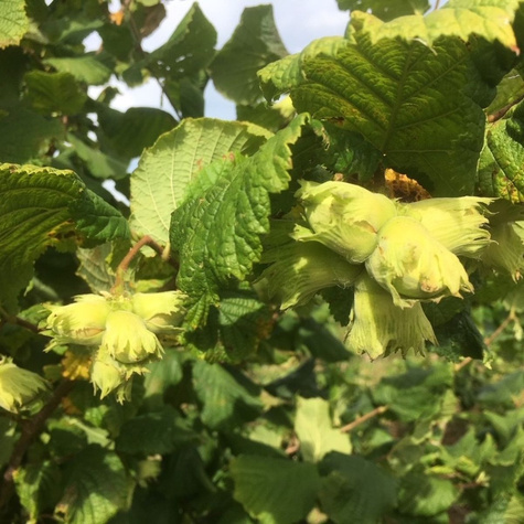Líska Cosford – sazenice s holým kořenem
