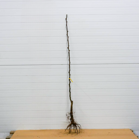 Asijská hrušeň Shinseiki – sazenice s holým kořenem