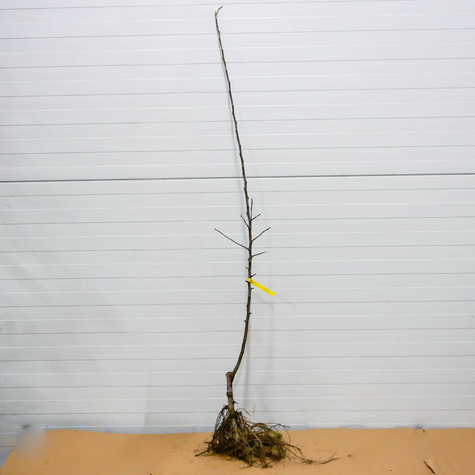 Jabloň Idared – sazenice s holým kořenem