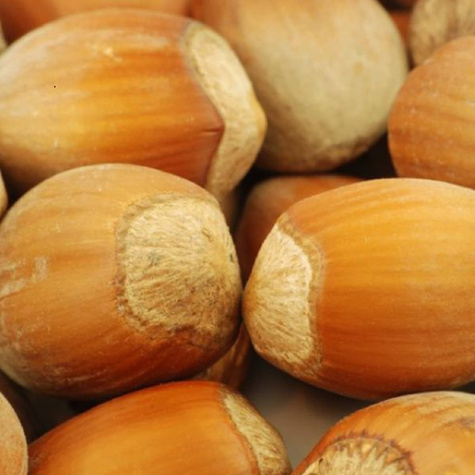 Líska Trapézuntská – sazenice s holým kořenem