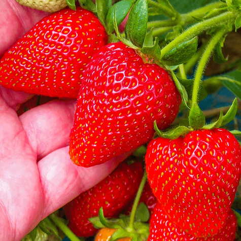 10 ks. Sazenice jahodníku 'Dukat'