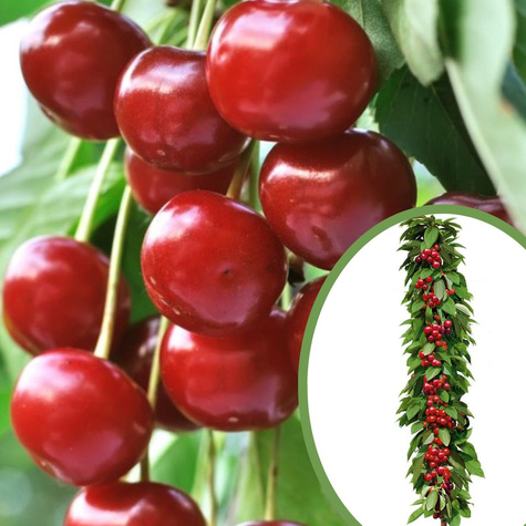 Třešeň sloupovitá Silva – sazenice s holým kořenem