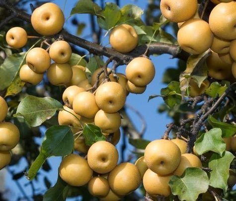 Asijská hrušeň Kosui START PACK