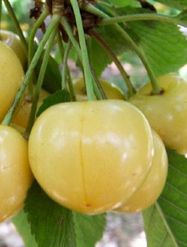 Třešeň Maria Bílá – sazenice s holým kořenem