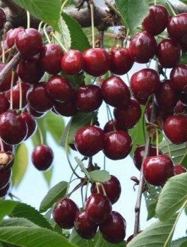 Třešeň Wanda – sazenice s holým kořenem