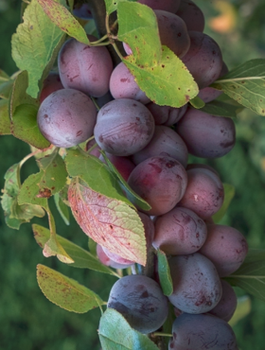 Švestka sloupovitá Imperial – sazenice s holým kořenem