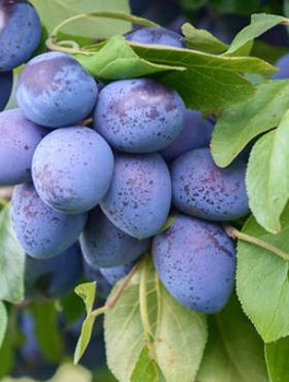 Švestka Krasnaja Distertnaja – sazenice s holým kořenem