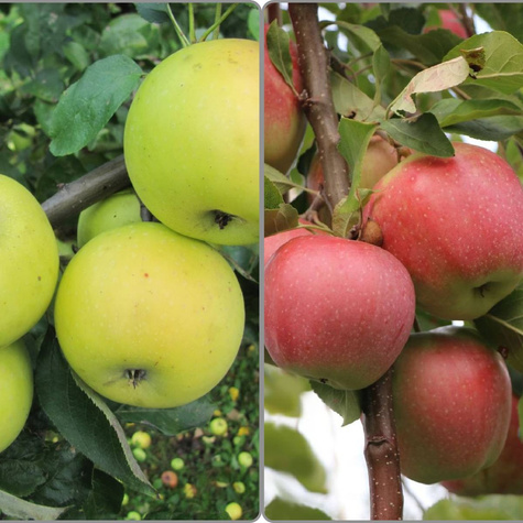 Duo Jabloň Kosztela + Gloster – sazenice s holým kořenem