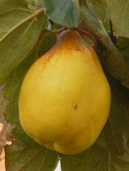 Kdouloň hruškovitá Ursynowska velkoplodá – sazenice s holým kořenem