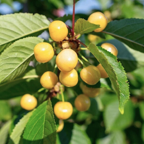 Třešeň Drogana žlutá – sazenice s holým kořenem