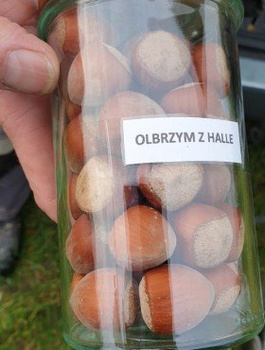 Líska Hall’s Giant – sazenice s holým kořenem