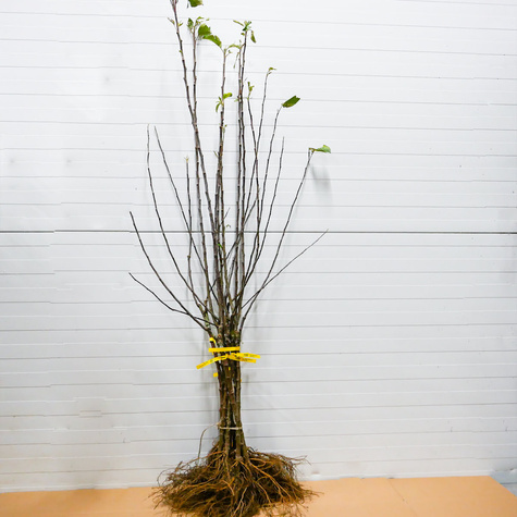 Duo Jabloň Malinové + Golden Delicious – sazenice s holým kořenem