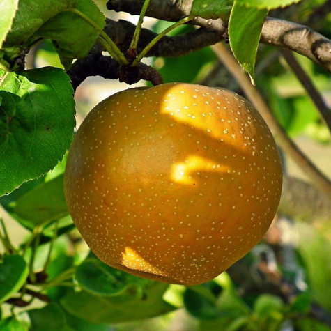 Asijská hrušeň Shinseiki – sazenice s holým kořenem