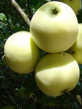 Jabloň Oliwka Žlutá (Papierówka) – sazenice s holým kořenem