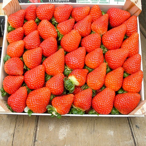 10 ks. Sazenice jahodníku Albion , stáleplodící