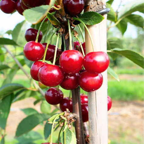 Višeň Nana – sazenice s holým kořenem