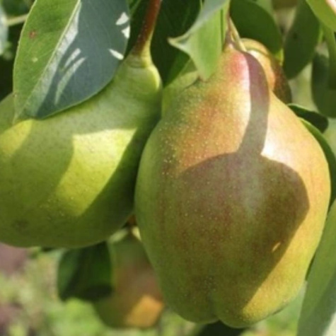 Hrušeň Lipnovka – sazenice s holým kořenem