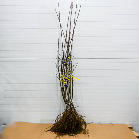 Jabloň Idared – sazenice s holým kořenem