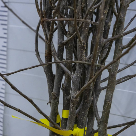 Jabloň Koksova oranžová – sazenice s holým kořenem