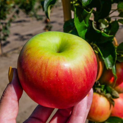 Jabloň Cortland – sazenice s holým kořenem