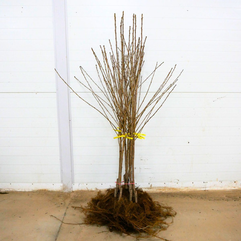 Třešeň Sam – sazenice s holým kořenem