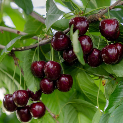 Regina třešeň START PACK ®