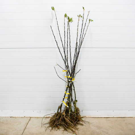 Jabloň Cortland – sazenice s holým kořenem