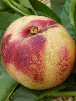 Nektarinka Artic Jay – sazenice s holým kořenem