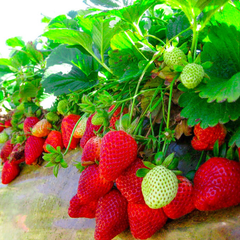 10 ks. Sazenice jahodníku 'Dukat'