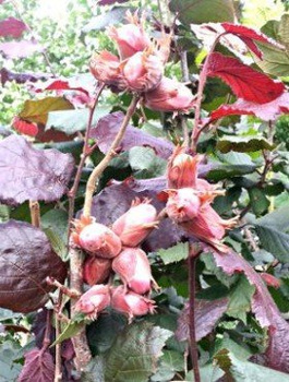 Líska Syrena (červenolistá) – sazenice s holým kořenem