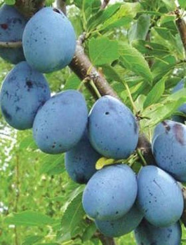 Švestka Stanley – sazenice s holým kořenem